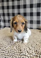 Kelly, a female Miniature Dachshund for sale in Millmont, PA – 8 of 10
