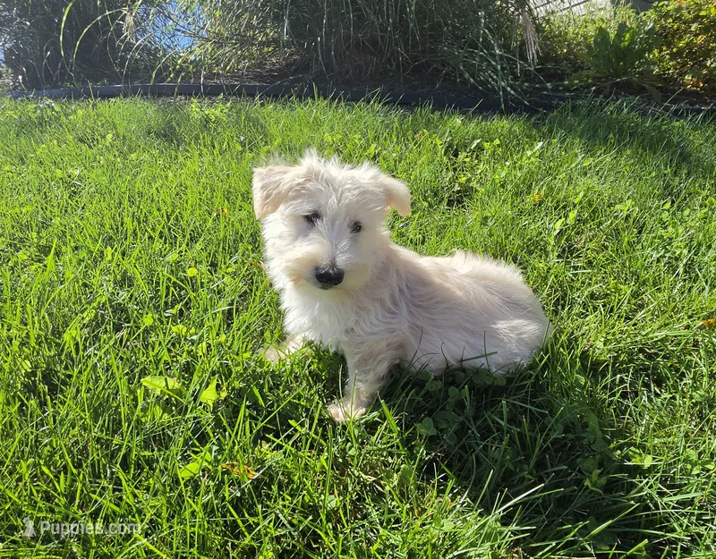 Velma – Scottish Terrier puppy for sale in Millmont, PA