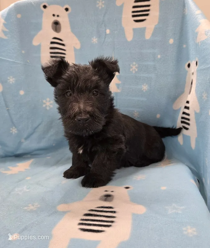 Morris – Scottish Terrier puppy for sale in Millmont, PA