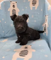 Morris, a male Scottish Terrier for sale in Millmont, PA – 1 of 8