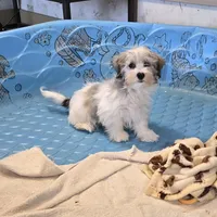 Jerry, a male Havanese for sale in Millmont, PA – Photo 3 of 7