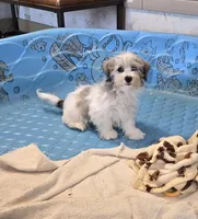 Jerry, a male Havanese for sale in Millmont, PA – Photo 3 of 7