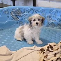Jerry, a male Havanese for sale in Millmont, PA – Photo 2 of 7