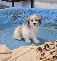 Jerry, a male Havanese for sale in Millmont, PA – Photo 2 of 7