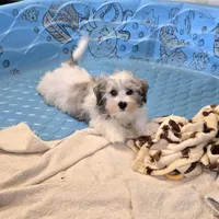 Jerry, a male Havanese for sale in Millmont, PA – Photo 4 of 7