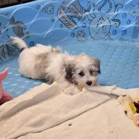 Jerry, a male Havanese for sale in Millmont, PA – Photo 6 of 7