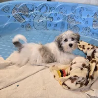 Jerry, a male Havanese for sale in Millmont, PA – Photo 7 of 7