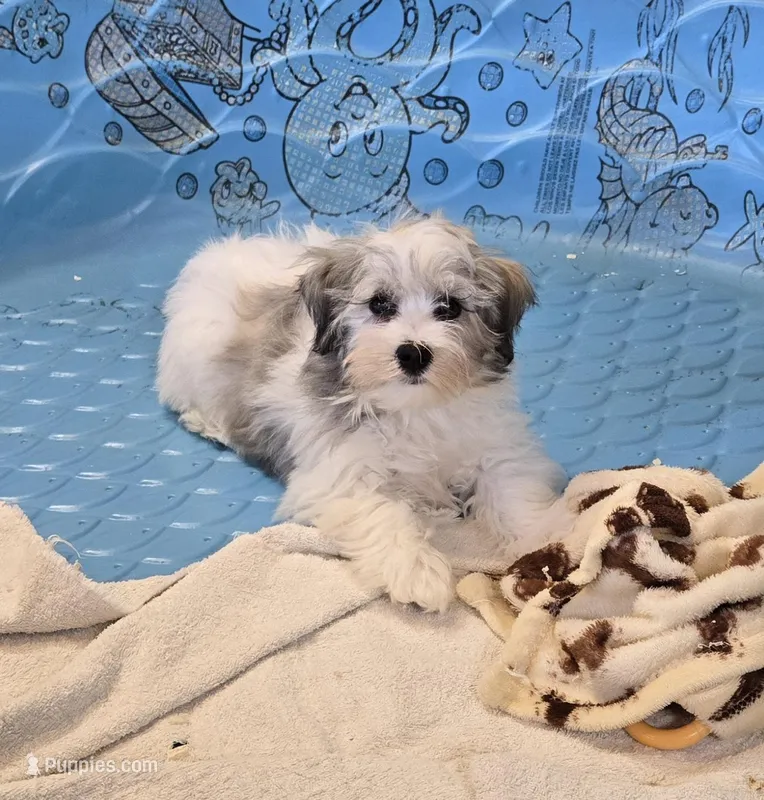 Jerry, a male Havanese for sale in Millmont, PA – Photo 1 of 7