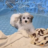 Jerry, a male Havanese for sale in Millmont, PA – Photo 1 of 7