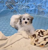 Jerry, a male Havanese for sale in Millmont, PA – Photo 1 of 7