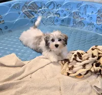 Jerry, a male Havanese for sale in Millmont, PA – Photo 5 of 7