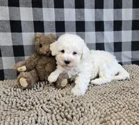 Bruce, a male Bichon Frise for sale in Millmont, PA – Photo 2 of 7