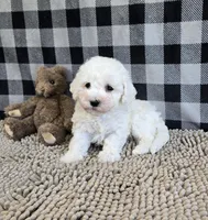 Bruce, a male Bichon Frise for sale in Millmont, PA – Photo 7 of 7