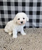 Bruce, a male Bichon Frise for sale in Millmont, PA – Photo 6 of 7