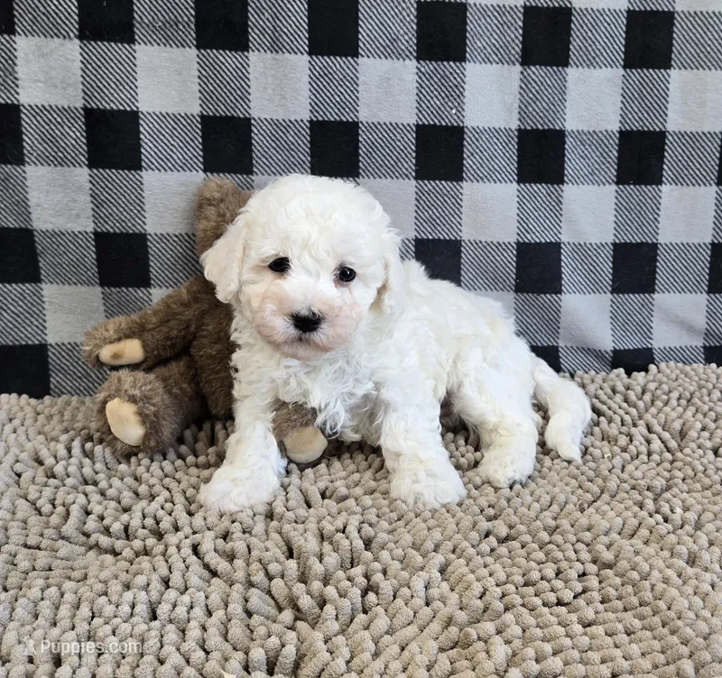Bruce – Bichon Frise puppy for sale in Millmont, PA