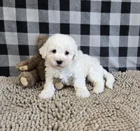 Bruce, a male Bichon Frise for sale in Millmont, PA – Photo 1 of 7