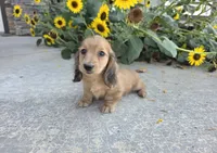 Heidi, a female Miniature Dachshund for sale in Millmont, PA – 8 of 10