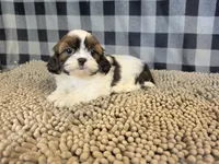 Adam, a male Shih Tzu for sale in Millmont, PA – 5 of 5