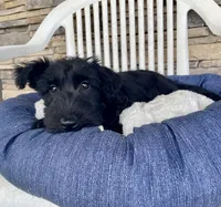 Wanda, a female Scottish Terrier for sale in Millmont, PA – 4 of 9