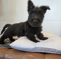 Murrey, a male Scottish Terrier for sale in Millmont, PA – 5 of 10