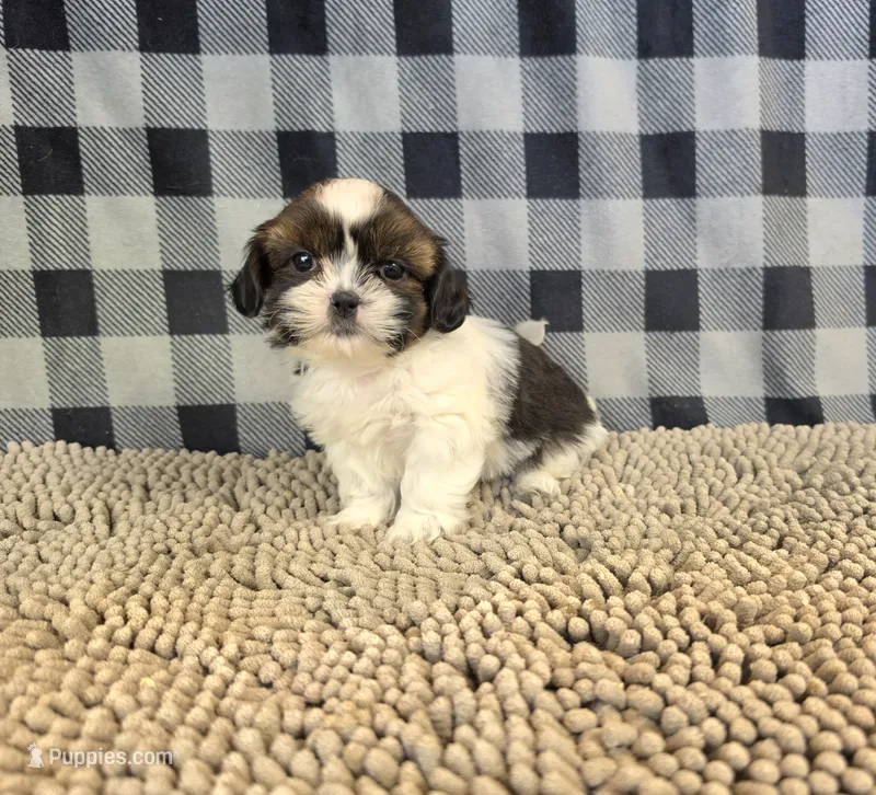 Andy – Shih Tzu puppy for sale in Millmont, PA