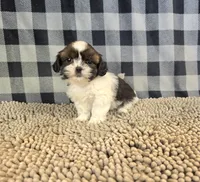 Andy, a male Shih Tzu for sale in Millmont, PA – 1 of 5