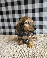 Tanner, a male Miniature Dachshund for sale in Millmont, PA – Photo 7 of 8