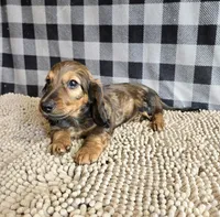 Tanner, a male Miniature Dachshund for sale in Millmont, PA – Photo 4 of 8