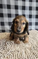 Tanner, a male Miniature Dachshund for sale in Millmont, PA – Photo 2 of 8