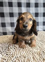 Tanner, a male Miniature Dachshund for sale in Millmont, PA – Photo 3 of 8