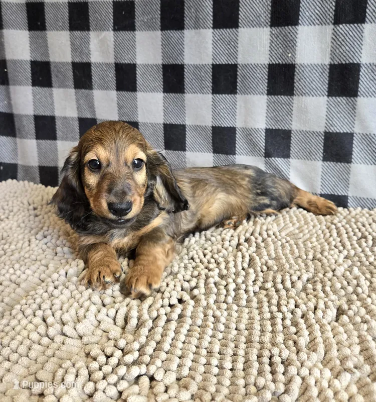 Tanner – Miniature Dachshund puppy for sale in Millmont, PA