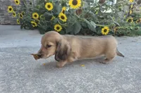 Heidi, a female Miniature Dachshund for sale in Millmont, PA – 3 of 10