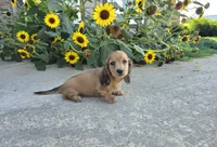 Heidi, a female Miniature Dachshund for sale in Millmont, PA – 10 of 10