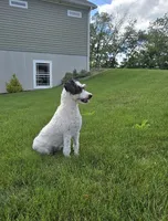 Denver, a male Schnoodle for sale in Millmont, PA – 2 of 10