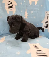 Morris, a male Scottish Terrier for sale in Millmont, PA – 6 of 8