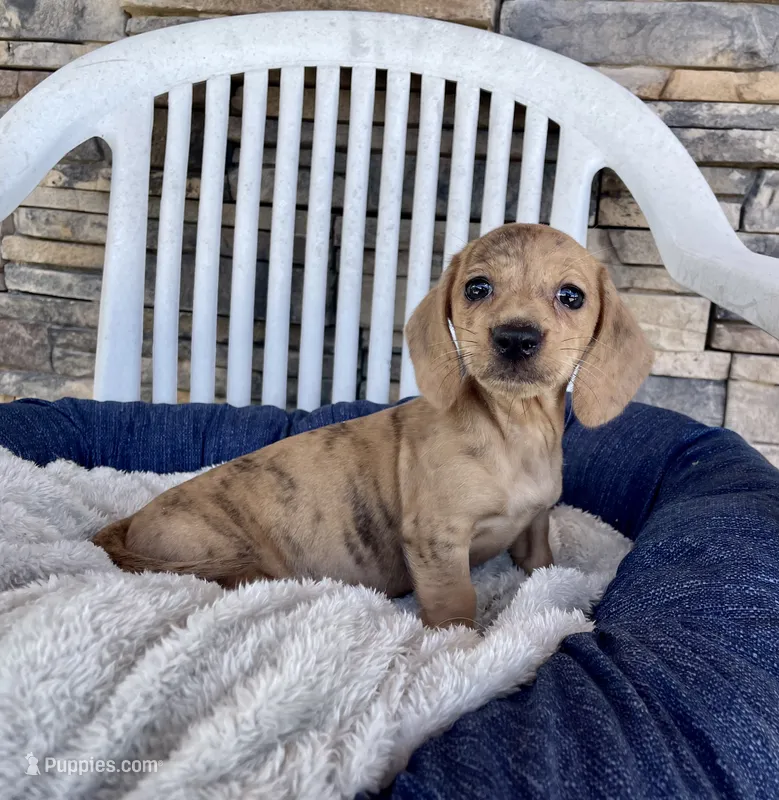 Flora – Miniature Dachshund puppy for sale in Millmont, PA