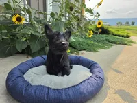 Willa, a female Scottish Terrier for sale in Millmont, PA – 5 of 8