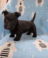 Murrey, a male Scottish Terrier for sale in Millmont, PA – 7 of 7