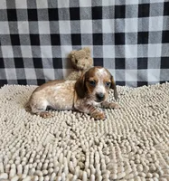 Kent, a male Miniature Dachshund for sale in Millmont, PA – 2 of 8