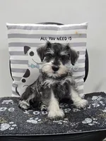 Kurt, a male Miniature Schnauzer for sale in Millmont, PA – Photo 3 of 6