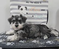 Kurt, a male Miniature Schnauzer for sale in Millmont, PA – Photo 6 of 6