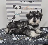 Kurt, a male Miniature Schnauzer for sale in Millmont, PA – Photo 5 of 6