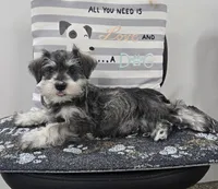 Kurt, a male Miniature Schnauzer for sale in Millmont, PA – Photo 2 of 6