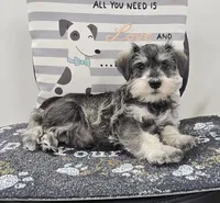 Kurt, a male Miniature Schnauzer for sale in Millmont, PA – Photo 4 of 6