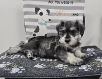 Kurt, a male Miniature Schnauzer for sale in Millmont, PA – Photo 1 of 6