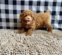 Ned, a male Poodle - Miniature  for sale in Millmont, PA – 6 of 8