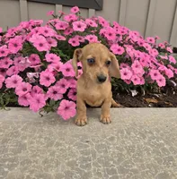 Fawn, a female Miniature Dachshund for sale in Millmont, PA – 4 of 10
