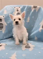 Lou, a female West Highland White Terrier for sale in Millmont, PA – 2 of 7