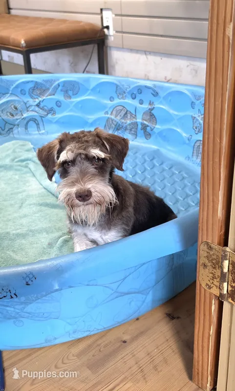 Sherlock – Miniature Schnauzer puppy for sale in Millmont, PA