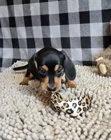 Boone, a male Miniature Dachshund for sale in Millmont, PA – 6 of 9